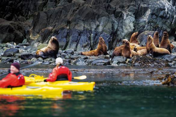 Seabourn Kayaking with Steller Sea Lions Alaska ©Galaxiid.jpg